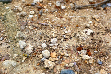 Ants, Rodini Park, Rhodes, Greece
