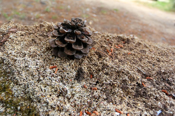 Pinecone, Rodini Park, Rhodes, Greece