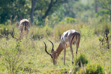 Impala beim Fressen in Afrika im Frühling
