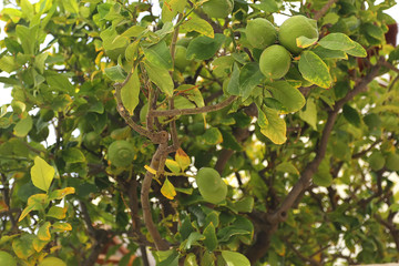 Lemon tree with lemons, on the island of Rhodes, Greece
