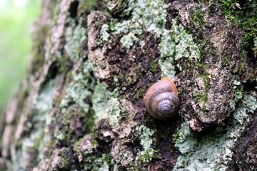 Softly Colored Shell on Tree