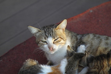 Fototapety na wymiar - Fototapeta24.pl