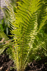 Natural green young ostrich fern or shuttlecock fern leaves Matteuccia struthiopteris on each other, the pantone color