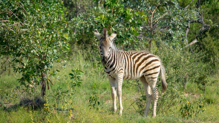 Fototapeta na wymiar Junges Zebra im afrikanischen Buschland
