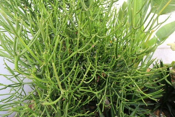 Rhipsalis