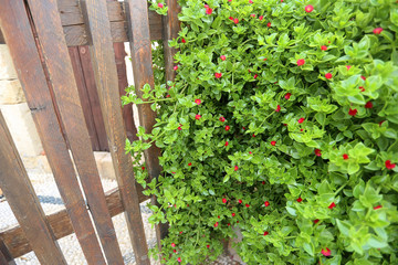 Green bush with red flowers on the streets of Lindos, Rhodes Island, Greece