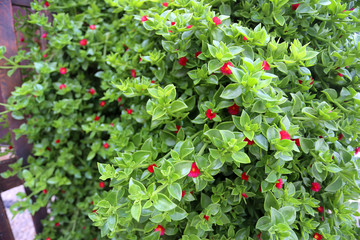 Green bush with red flowers on the streets of Lindos, Rhodes Island, Greece