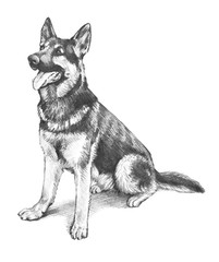 German shepherd dog in hand drawn animal or pet illustration, cute dog is being obedient and sitting with its tongue out and in a happy playful pose