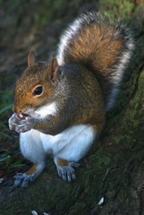 Hungry Squirrel 