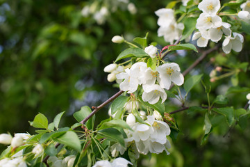 Blooming apple tree in spring time.