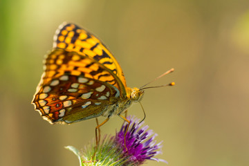 Schmetterling im Gegenlicht an Blüte