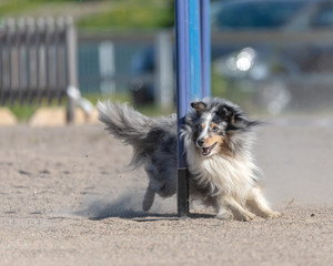 Shetland Sheepdog doing slalom in agility dog competition on a dusty sand field