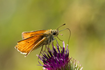 Schmetterling