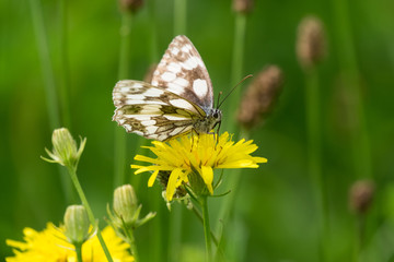 Schmetterling