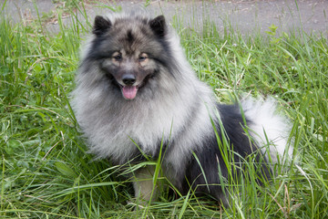 Deutscher wolfspitz is standing on a green meadow. Keeshond or german spitz.