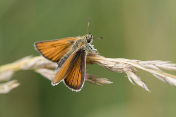 Schmetterling / Falter