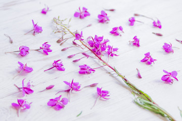 Chamaenerion flowers on white wooden background