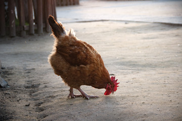 Farm. Chicken pecking grain, close-up