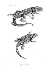 Illustration of animal