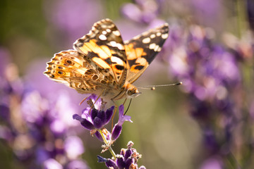Schmetterling