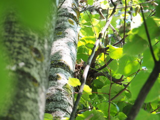 Chicks of a Blackbird sitting in a nest.  The nest is located on a tree.