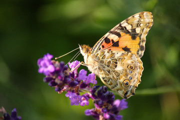 Schmetterling an lila Blüte - Lavendel