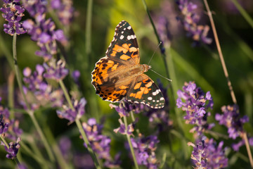Obraz premium Schmetterling - Kleiner Fuchs