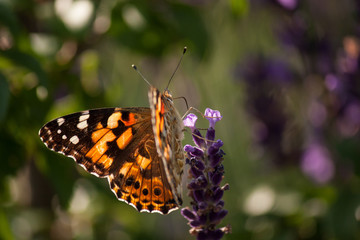 Fototapeta na wymiar Schmetterling, Flügelunterseite