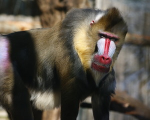 Portrait of a mandrill in his cage in a city zoo