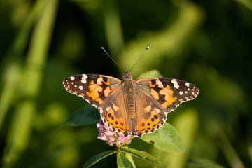 Fototapeta na wymiar Schmetterling Kleiner Fuchs