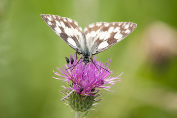 Schachbrettfalter auf Distel-Blüte (Melanargia galathea)