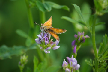 Oranger Schmetterling