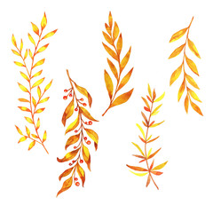 Yellow leaves and branches set isolated on white background. Hand drawn watercolor illustration.