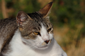 Portrait of feral brown-white cat in the countryside