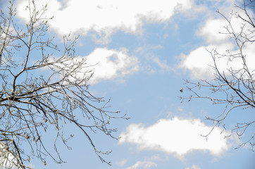 Branches at Cloudy day