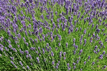 Bunch of purple lavender