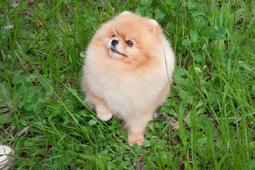 Cute pomeranian spitz puppy is standing on a spring meadow. Deutscher spitz or zwergspitz.
