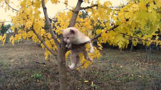 Little kitten falls from tree on meadow in nature.