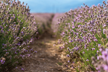 Fototapeta na wymiar Blooming lavender in a field at sunset.