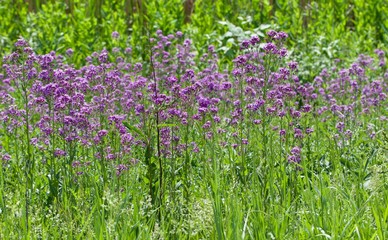 Purple Phlox Background