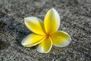 Fototapeta na wymiar Close-up single white plumeria flower on concrete road texture and selective focus