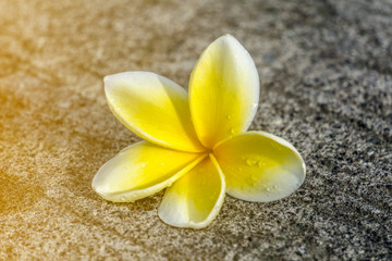Close-up single white plumeria flower on concrete road texture with soft sunlight rays and selective focus
