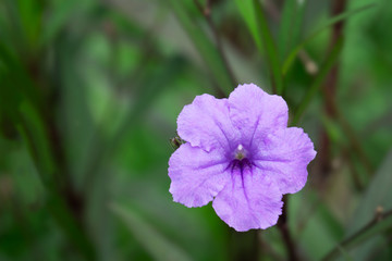 Obraz premium Close-up of Purple Ruellia tuberosa flower blooming in the garden. selective focus with blurred background