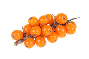 Fresh ripe berries on branch over white background. Sea buckthorn.