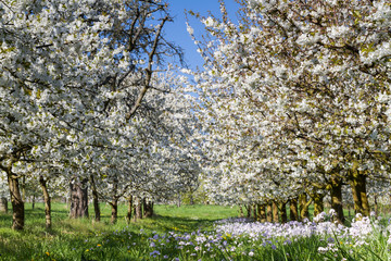 Apple and Cherry tree blossom near Ockstadt
