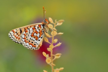 Euphydryas orientalis  120