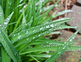 Leaf Blade Droplets