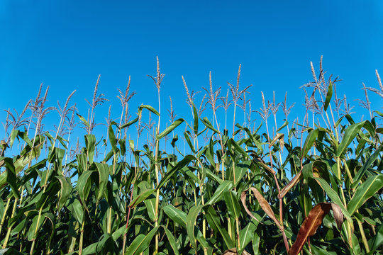 Corn Field in Autumn