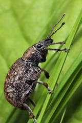 Beetle weevil runs on  a blade of grass.

