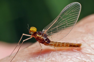 Macro of a small  mayfly resting on hand. 
